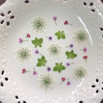 レースフラワー&アリッサム(押し花)