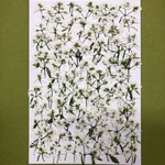 yu様専用　押し花素材🌼ユーフォルビア🌼