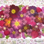 ♡new♡  ♡可愛い押し花セット♡ ♡使いやすい少量の押し花セット♡