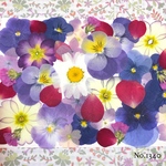 ♡new♡  ♡可愛い押し花セット♡ ♡使いやすい少量の押し花セット♡