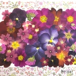 ♡new♡  ♡可愛い押し花セット♡ ♡使いやすい少量の押し花セット♡