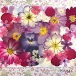 ♡new♡  ♡可愛い押し花セット♡ ♡使いやすい少量の押し花セット♡
