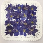  NO.332 小さな小さな千鳥草パープル／押し花素材