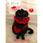 ハートレース付きシュシュ 、猫ちゃんの首輪