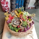 多肉植物の寄せ植え♪