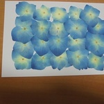 押し花商品【②薄ブルーアジサイ20輪ぐらい】