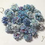 かすみ草　ドライフラワー     fairly gradation   blue mix