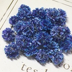 かすみ草　ドライフラワー　混色     fairly gradation   night blue gradation