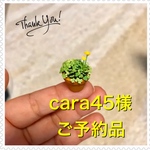 ☘ミニミニクローバーとタンポポ☘