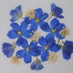 押し花②＜デルフィニウム・レースフラワー＞