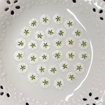 かすみ草正面押し(押し花)