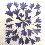 ヤグルマソウ押し花