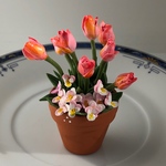 チューリップの花鉢  F  ミニチュア　ビオラ