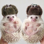 ペット用帽子　エスキモー