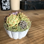 多肉植物　ゼリーカップ寄せ　フェイクグリーン　B