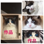 羊毛フェルト　オーダーメイド　ケース入り　猫　ぬいぐるみ