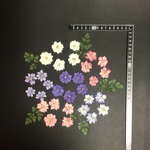 押し花　　花便り　NO.1398
