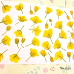 ♡new♡作家様必見♡ ♡可愛い菜の花の押し花セット♡