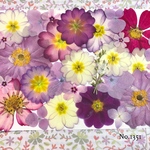 ♡new♡  ♡可愛い押し花セット♡ ♡使いやすい少量の押し花セット♡