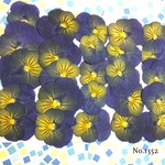♡new♡送料無料 ☆ビオラ☆ 押し花セット