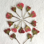 薔薇の蕾 押し花 ２５枚【数量・期間限定】