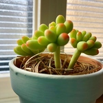 乙女心の寄せ植えセット