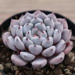 多肉植物　"黒爪ザラゴーサ"