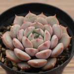 多肉植物　"ピンクアイニー"