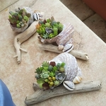 多肉植物 貝殻 寄せ植え