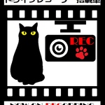 ★チャリティー★ ◆ドライブレコーダー搭載車◆前後録画中ステッカー(猫)*C21