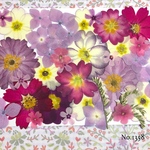 ♡new♡  ♡可愛い押し花セット♡ ♡使いやすい少量の押し花セット♡