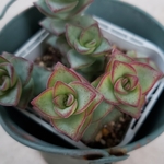 多肉植物❤星の王子❤抜き苗