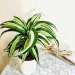 m様　専用