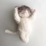 生まれたて？のふわふわ仔猫