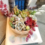 多肉植物　寄せ植え♪
