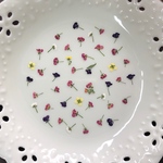 アリッサム12(押し花)