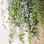 パープルパール 「真珠コケモモ」