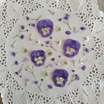 押し花素材　No384　パープルのビオラのセット