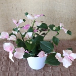 トランデスカンティア♡胡蝶の舞♡観葉植物♡ポットごと♡