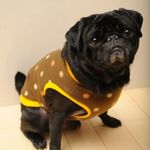 水玉フリースのパグ服 Mサイズ