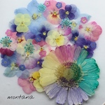 469.押し花アソート〜レインボーガーベラ　お花mix 押し花素材