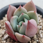 多肉植物❤シャルモン❤微根