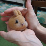 ＜sale＞手乗り　ネザーランドドワーフ✿