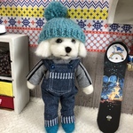 マルチーズくん冬
