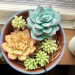 2.5号鉢用 粘土多肉寄せ植えセット