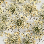 レースフラワーのドライフラワー　antique yellow gradation
