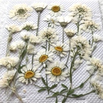ワケアリ　白いお花のセット