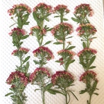アリッサム押し花　サンゴ色
