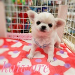 子犬のハーネス かわいいパラコード ちわわのおススメハーネスのみです　ホワイト×ピンクＳＳサイズ
