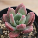 多肉植物　”スィートキャンディー”